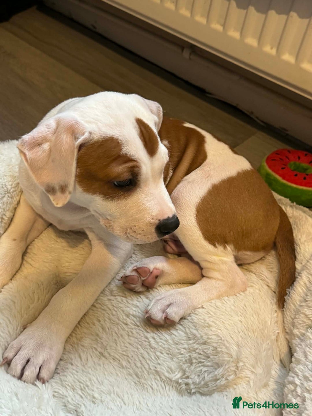 Staffordshire Bull Terrier dogs for sale: Staffordshire puppies  - Advert 2