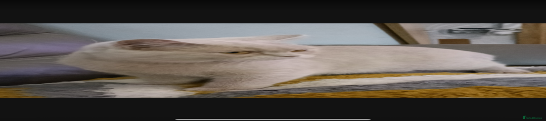 British Shorthair Kitten 1