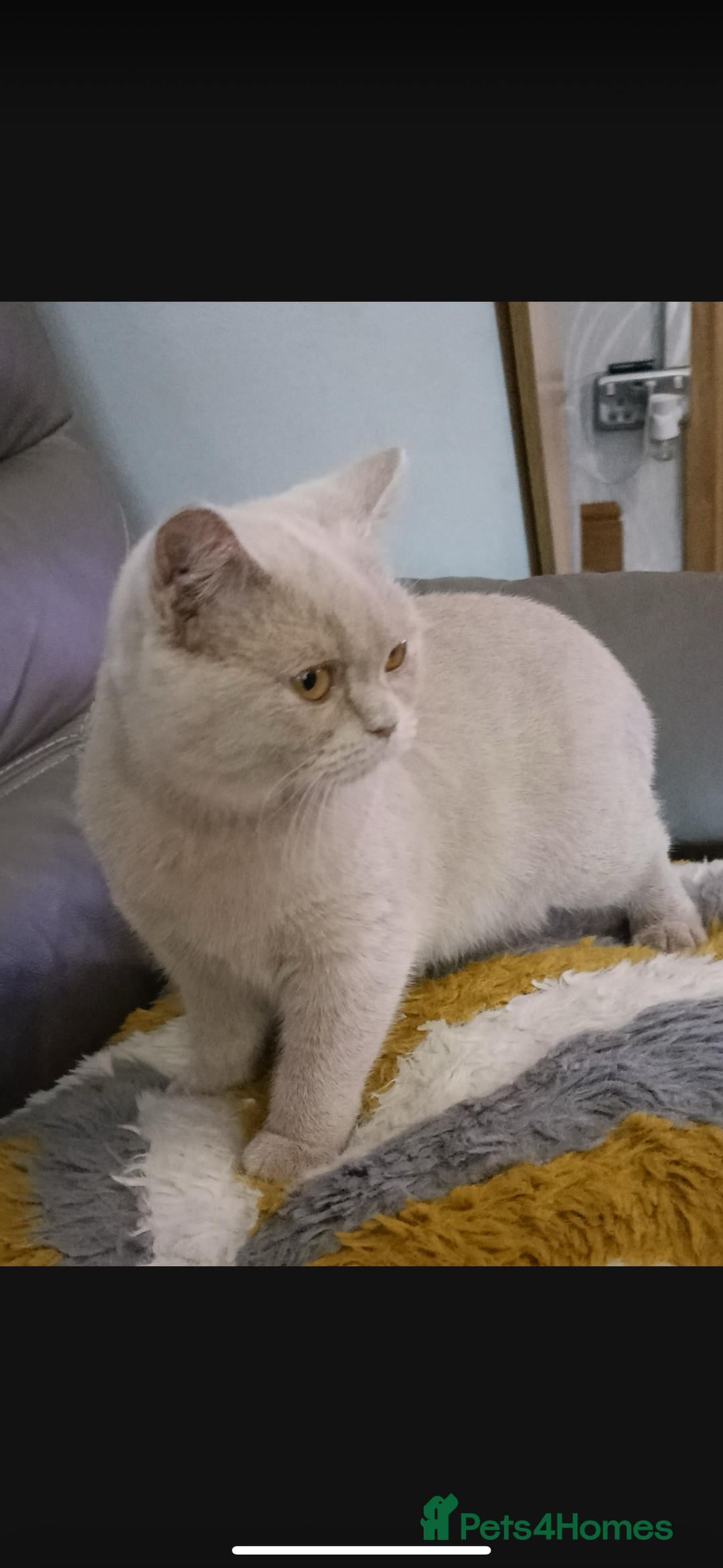 British Shorthair cats for sale: 1 left Stunning British shorthair kittens - Image 16