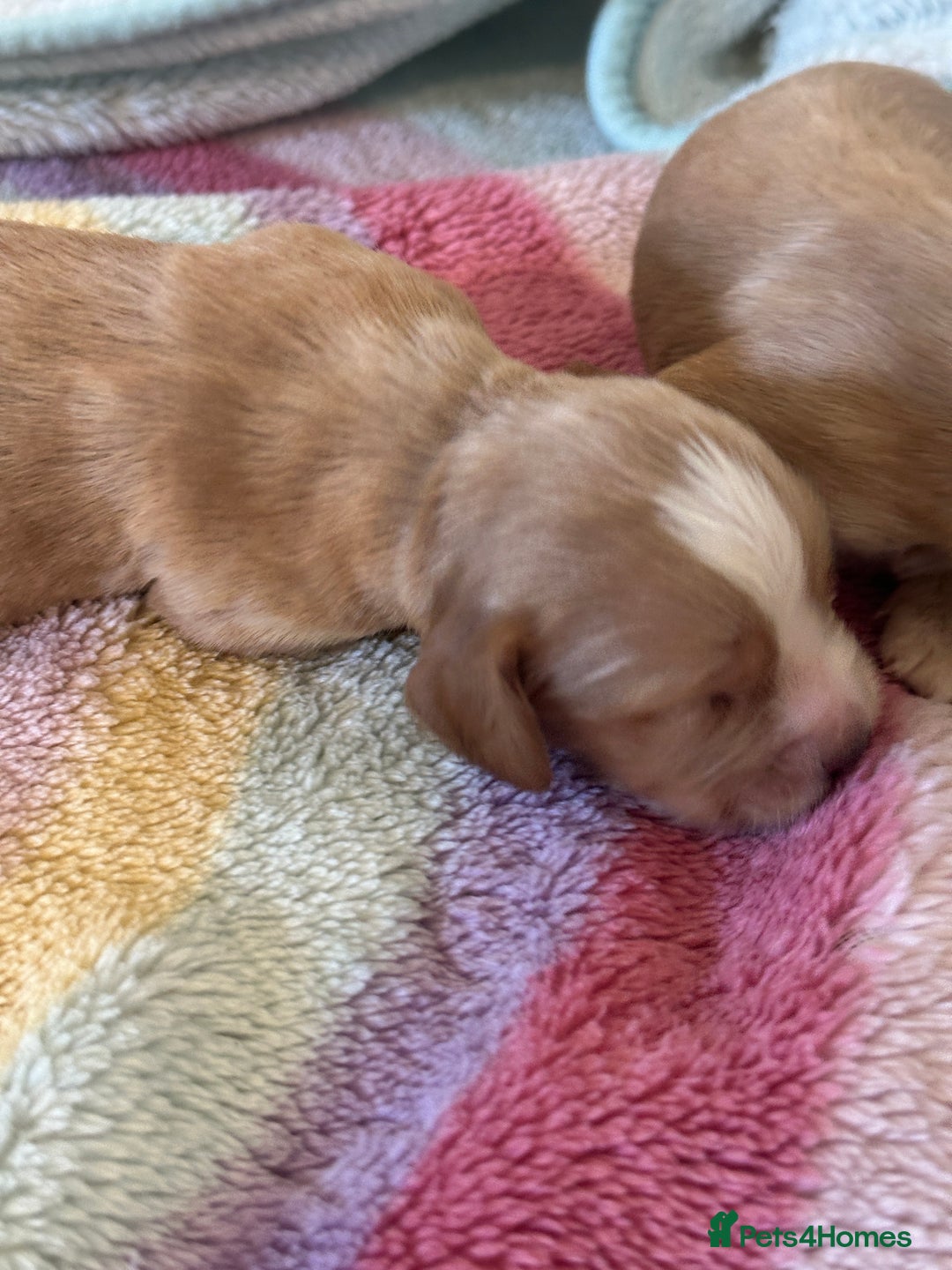 Cocker Spaniel dogs for sale: Kc cocker spaniels  - Image 9