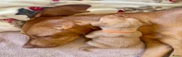 Hungarian Vizsla dogs for sale: Hungarian vizsla puppies  in Thirsk - Advert 26
