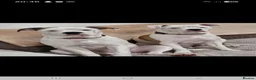 American Bulldog dogs for sale: Dolly 9 month old American Bulldog  - Advert 4