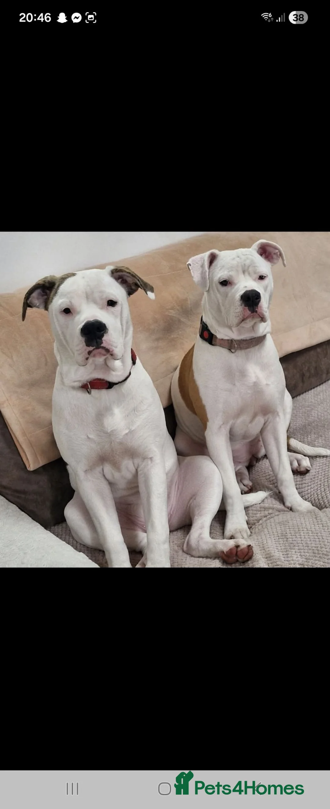 American Bulldog dogs for sale: Dolly 9 month old American Bulldog  - Advert 4