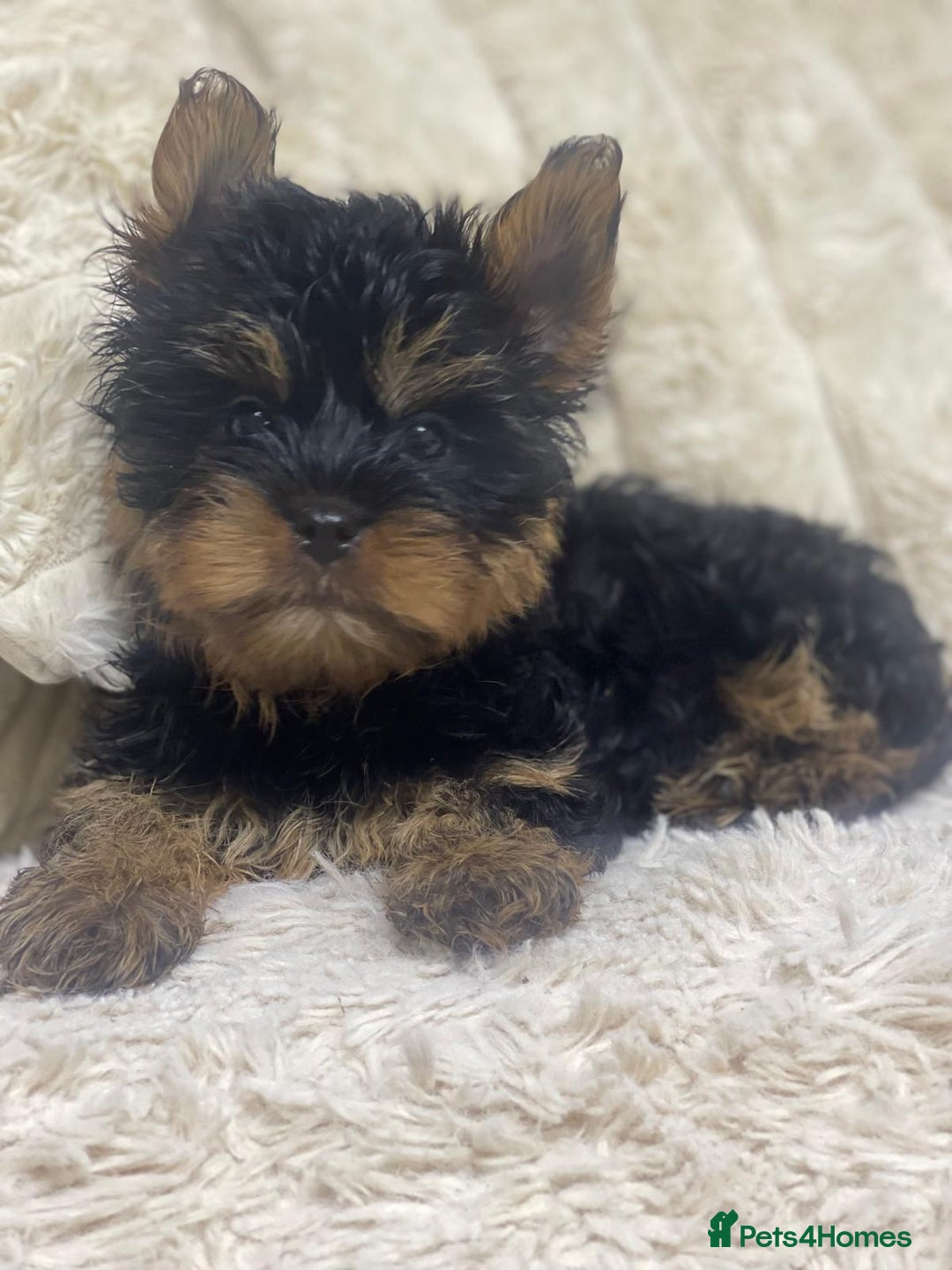 Yorkshire Terrier dogs for sale: FLUFFY BOY🐶READY! in Sheffield - Image 6