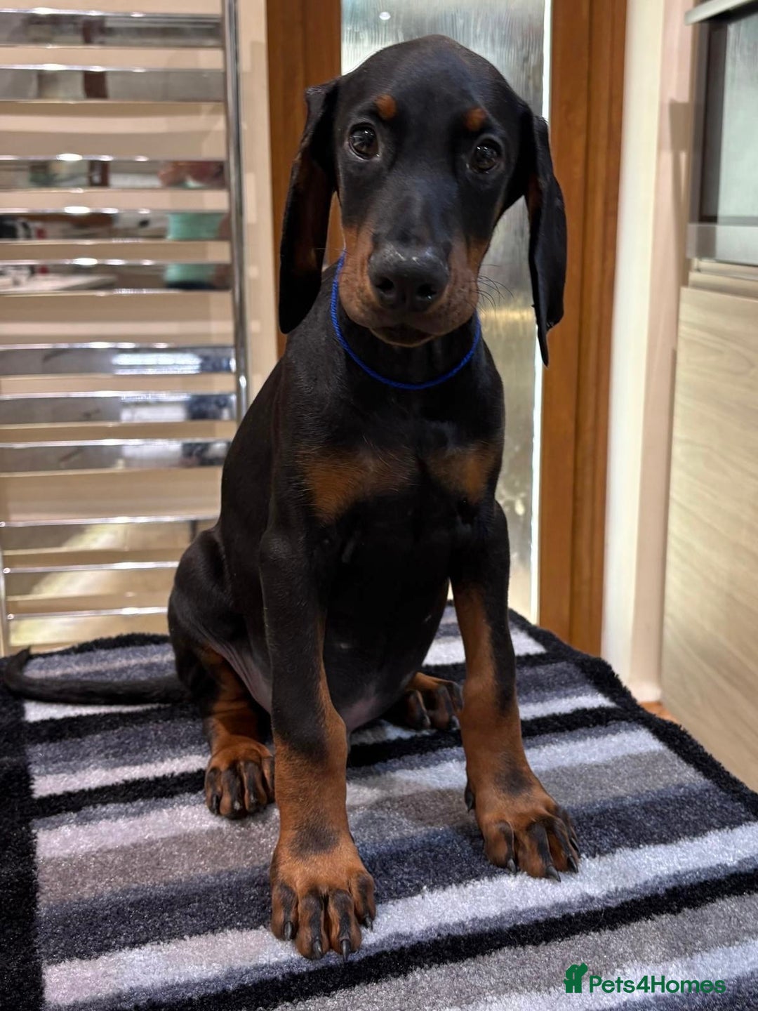 Dobermann dogs for sale: Top Quality Dobermann Puppies - Image 6