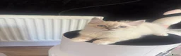 Ragdoll cats for sale: Pure Ragdoll Boys Available now  - Advert 24