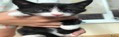 Mixed Breed Kitten 2