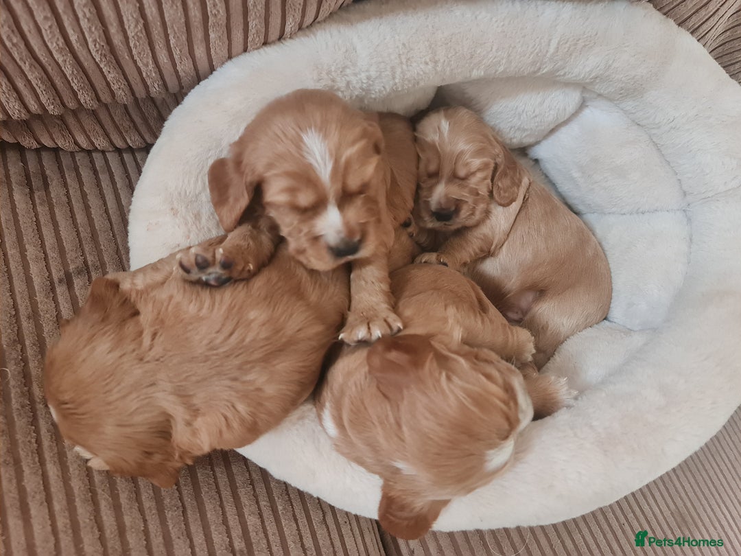 Cocker Spaniel dogs for sale: Golden Cocker Spaniel puppies (boy available) - Advert 23