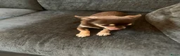 Chihuahua dogs for sale: Coco stunning chihuahua girl  - Advert 5