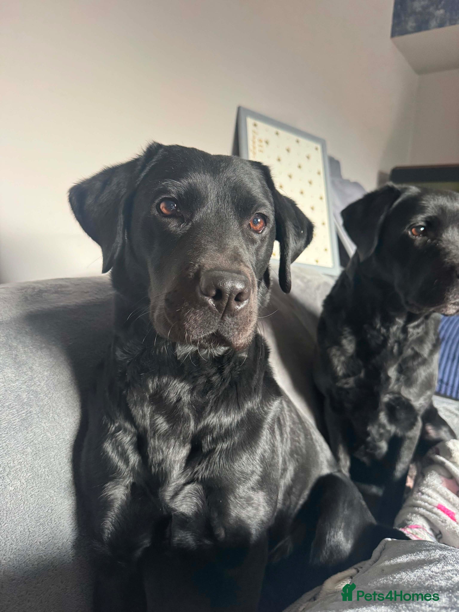 Labrador Retriever dogs KC Registered black Labrador puppies - Advert 2