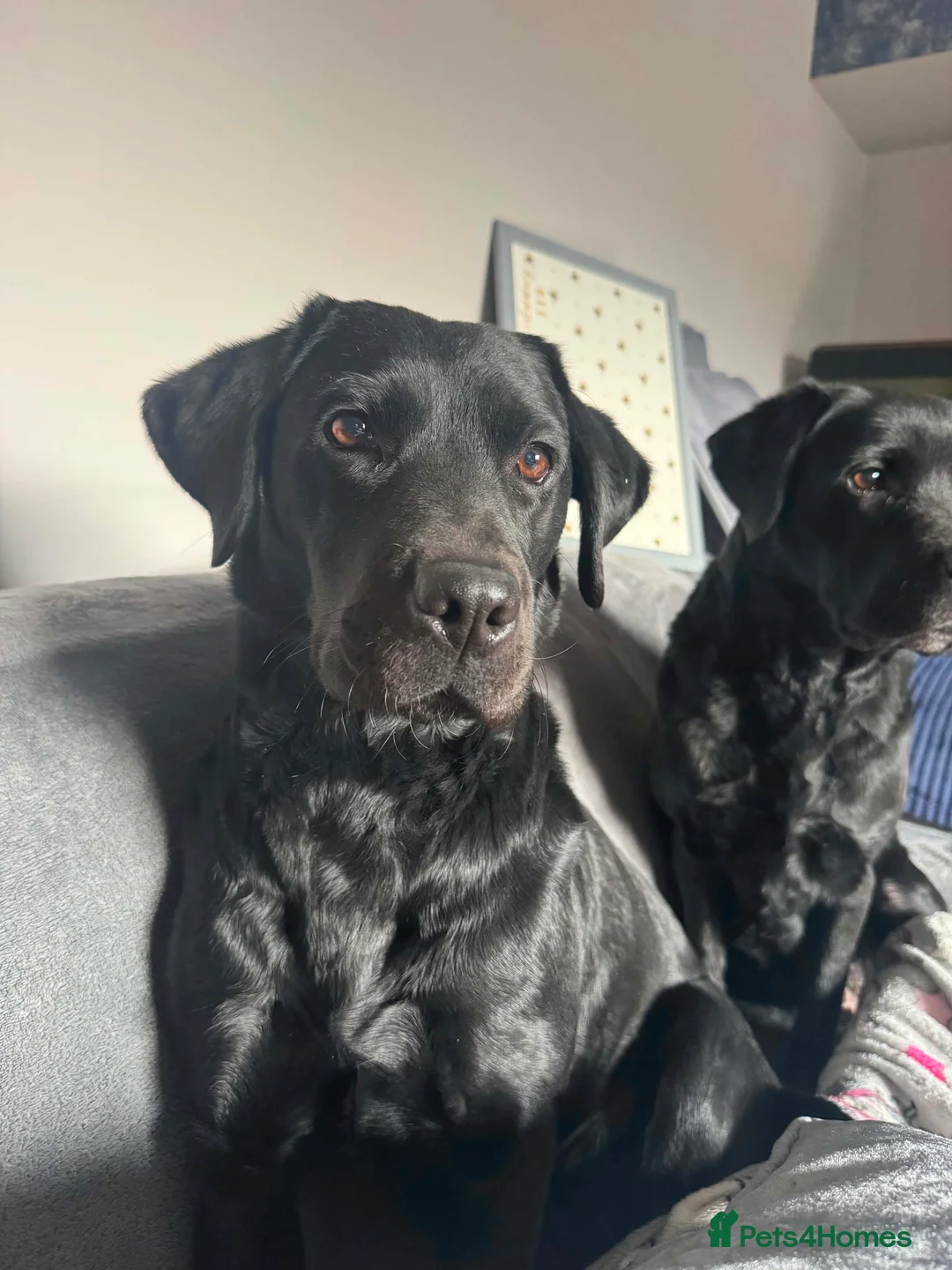 Labrador Retriever dogs for sale: KC Registered black Labrador puppies - Advert 1