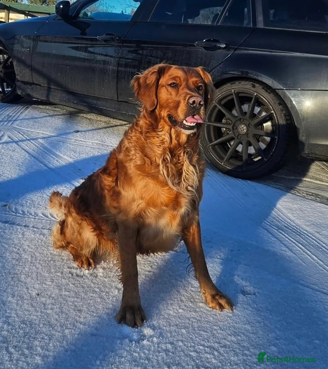 Golden Retriever dogs for sale: *FOX RED KC REG GOLDEN RETRIEVER PUPS FOR SALE* - Advert 2
