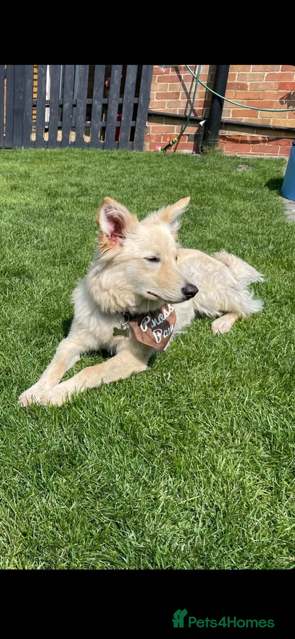 Mixed Breed dogs WILLOW - loyal/ gentle/energetic gril/ loving  - Advert 1