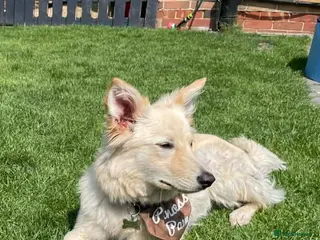 Mixed Breed dogs WILLOW - loyal/ gentle/energetic gril/ loving - Advert 1