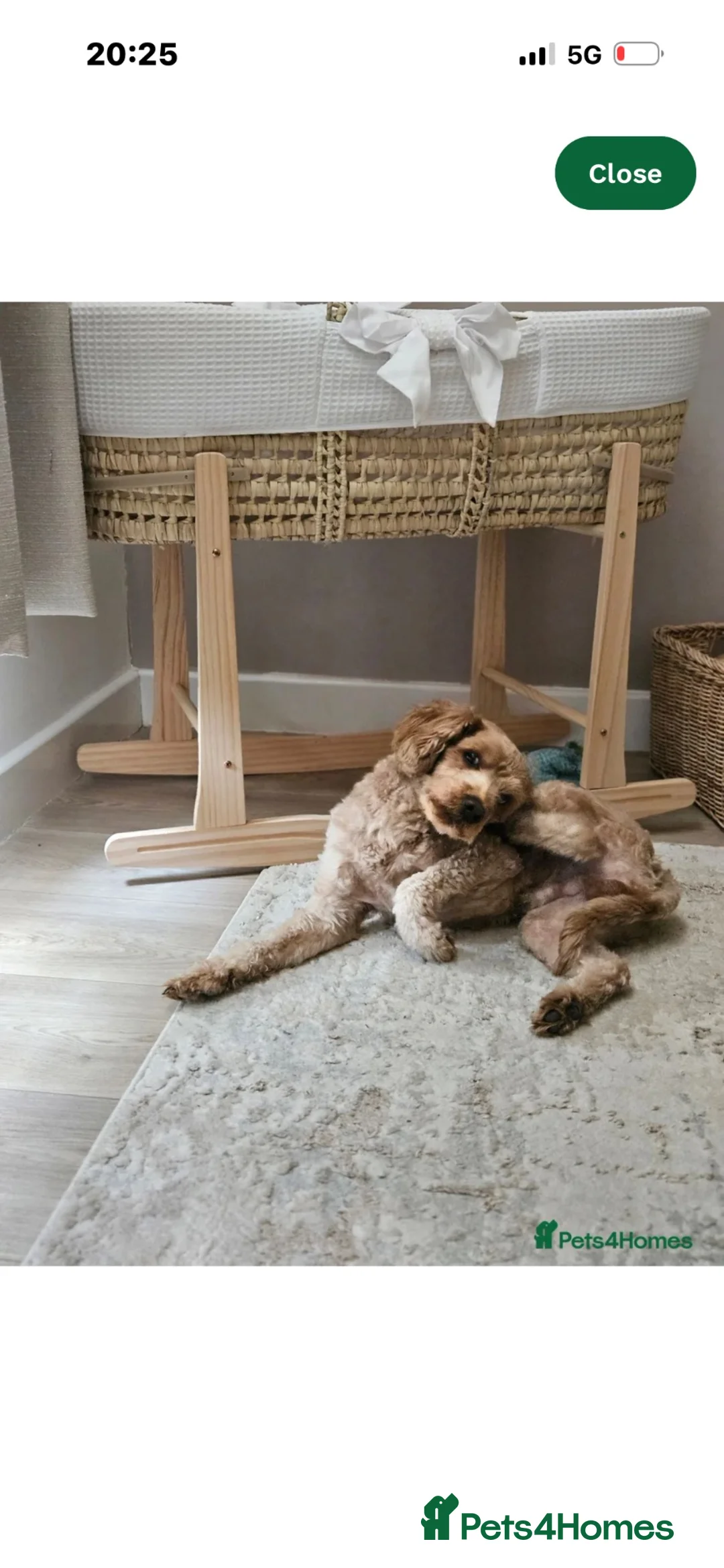 Yorkiepoo dogs for sale: 2 year old Yorkiepoo  in Wellingborough - Advert 4