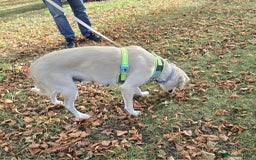 Golden Retriever dogs for sale: Golden Retriever Female 18 months - Image 5