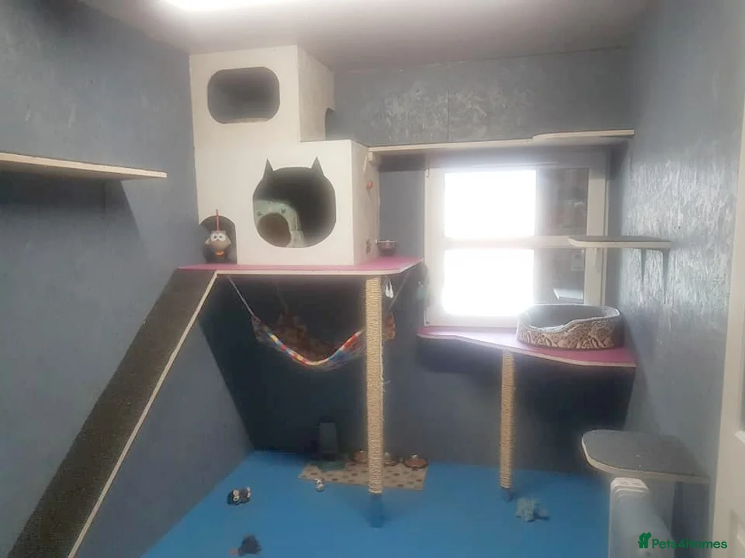 Bengal cats for stud: Quality T.I.C.A reg Bengal for stud SCOTLAND - Advert 13