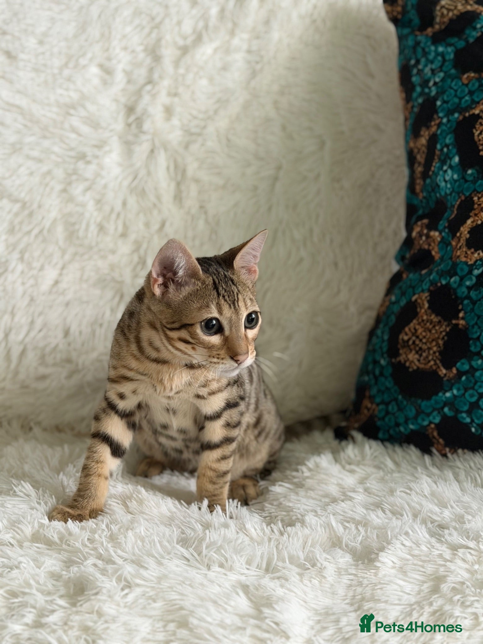 Bengal cats Stunning beautiful bengal kittens  - Advert 1