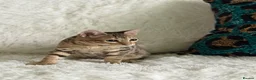 Bengal cats for sale: Stunning beautiful bengal kittens  - Advert 25