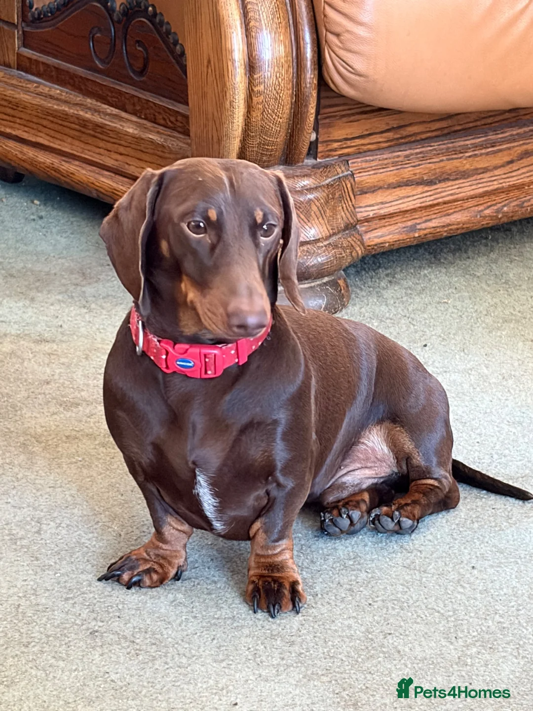 Miniature Dachshund dogs for stud: Benji~ 18 month old Dachshund Male Stud  in Carmarthen - Advert 4