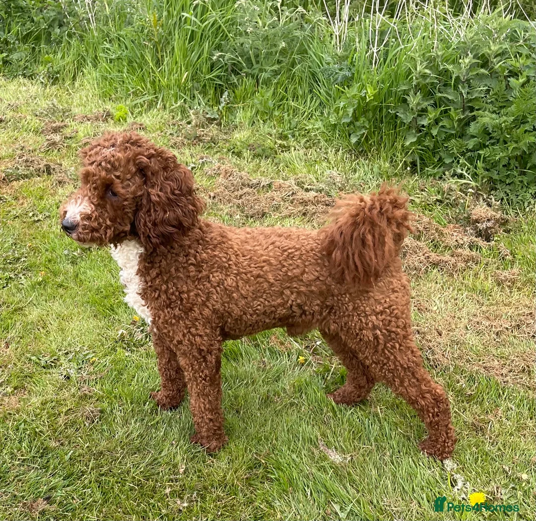 Miniature Poodle dogs for stud: Stunning Red & White Poodle for stud  in Driffield - Advert 6