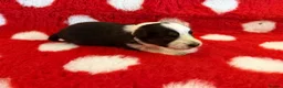 Border Collie dogs for sale: Beautiful Border Collie pups.  - Advert 4