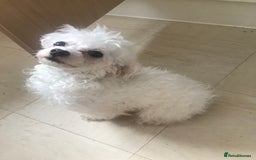 Maltipoo dogs for sale: Lovely maltipoo girl - Advert 1