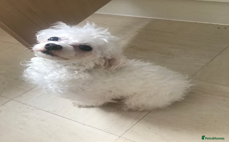 Maltipoo dogs Lovely maltipoo girl - Advert 1