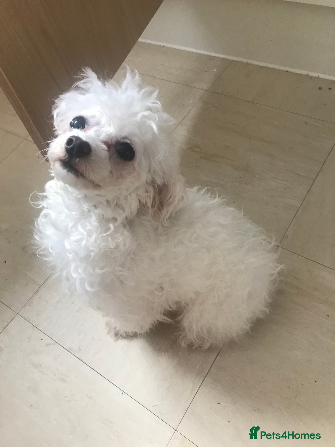 Maltipoo dogs for sale: Lovely maltipoo girl - Advert 1