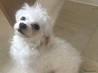 Maltipoo dogs Lovely maltipoo girl - Advert 1