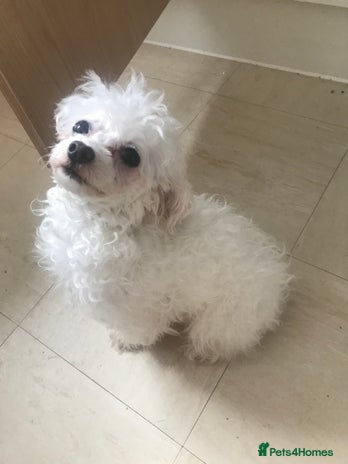 Maltipoo dogs Lovely maltipoo girl - Advert 1