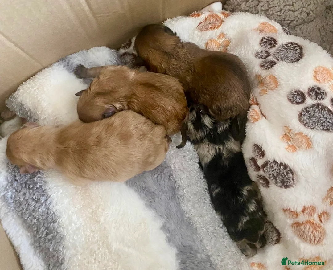 Pomeranian dogs for stud: Chocolate Merle Stud Health Tested in Dartford - Advert 23