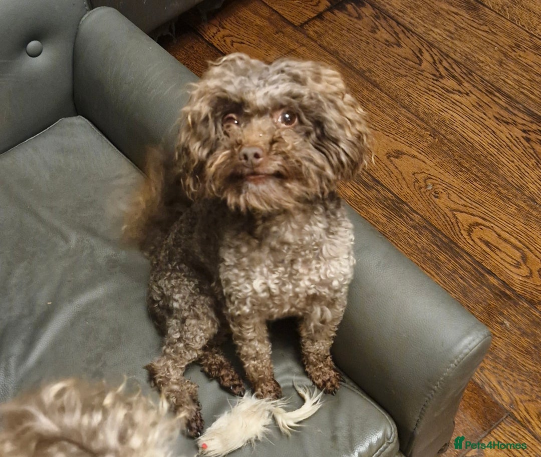 Toy Poodle dogs for sale: Gorgeous chocolate tiny toy poodles  - Image 3