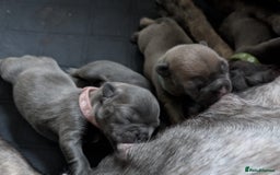 French Bulldog dogs for sale: Stunning French bulldog puppies 🐕 - Image 13