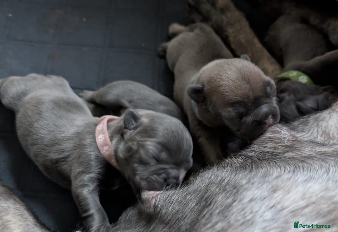 French Bulldog dogs for sale: Stunning French bulldog puppies 🐕 - Image 13