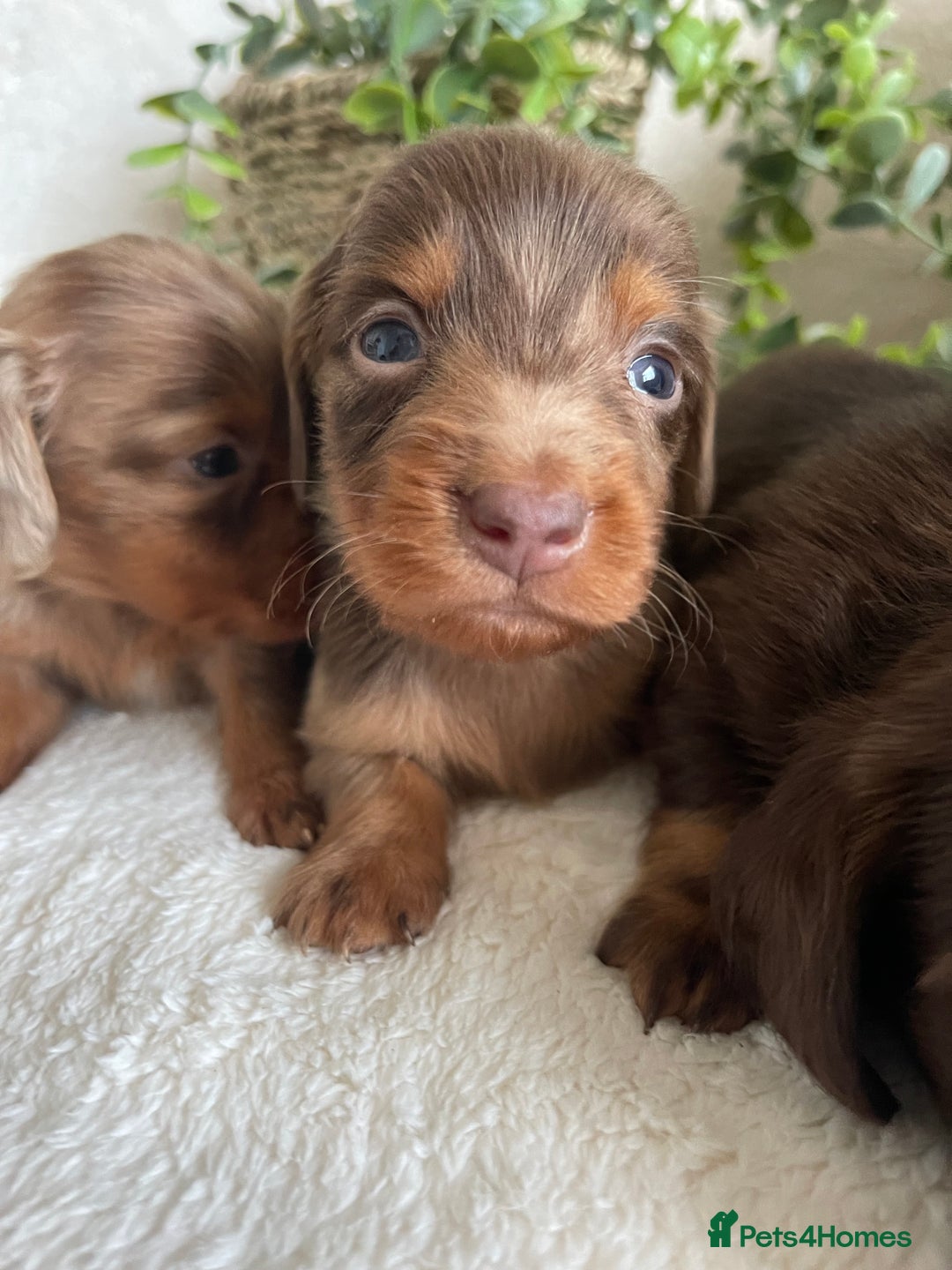 Miniature Dachshund dogs for sale: STUNNING DNA CLEAT MINI DACHSHUNDS - Advert 6