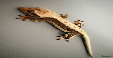 Gecko reptiles Crested Geckos - Various morphs - Ready to go - Advert 6