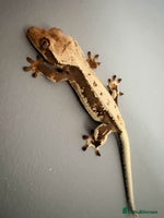 Gecko reptiles Crested Geckos - Various morphs - Ready to go - Advert 5