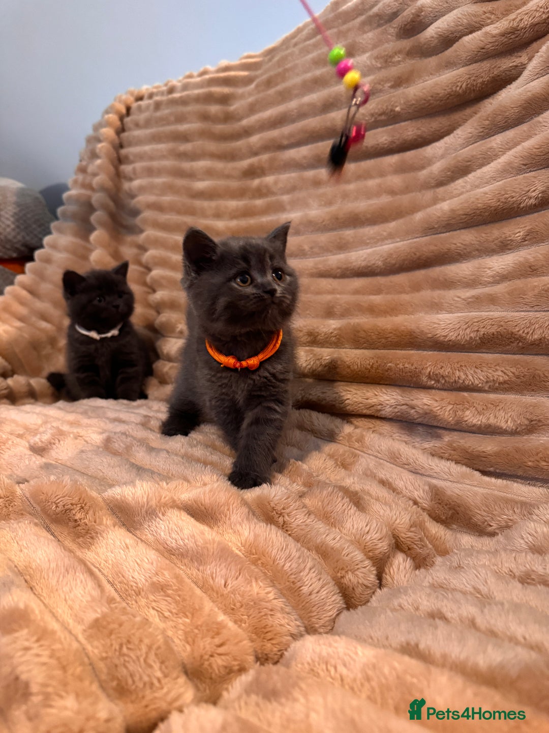 British Shorthair cats for sale: 7 lovely BSH😍 - Advert 11