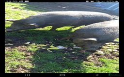 Pig livestock for sale: Ronnie and reggie  - Image 31
