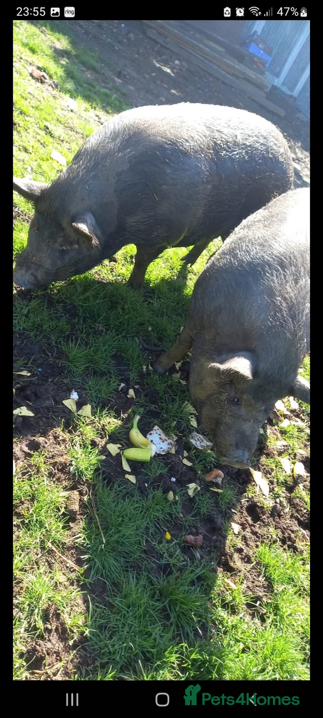 Pig livestock for sale: Ronnie and reggie  - Image 31