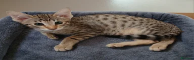 Savannah Kitten 2