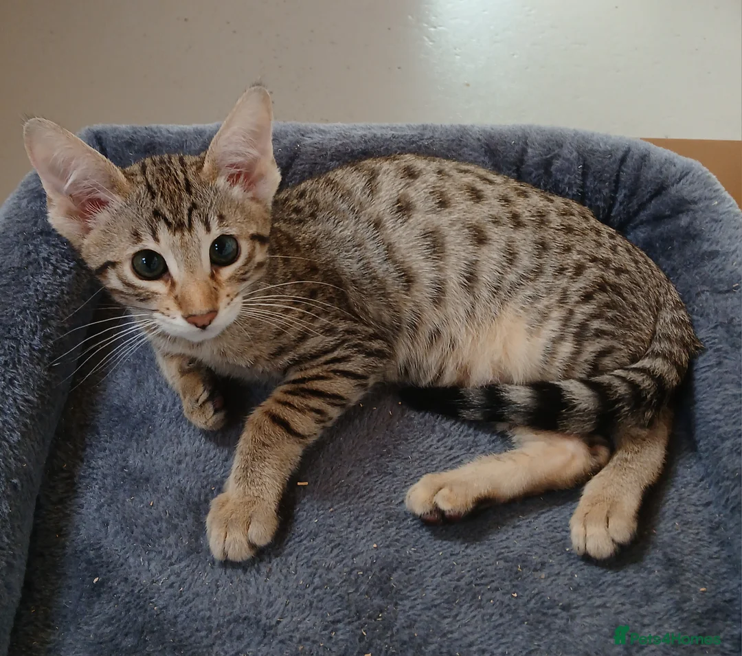 Savannah cats for sale: Two amazing Savannah boys - Advert 2