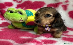 Miniature Dachshund dogs for sale: Beautiful mini long haired pups available  - Image 11