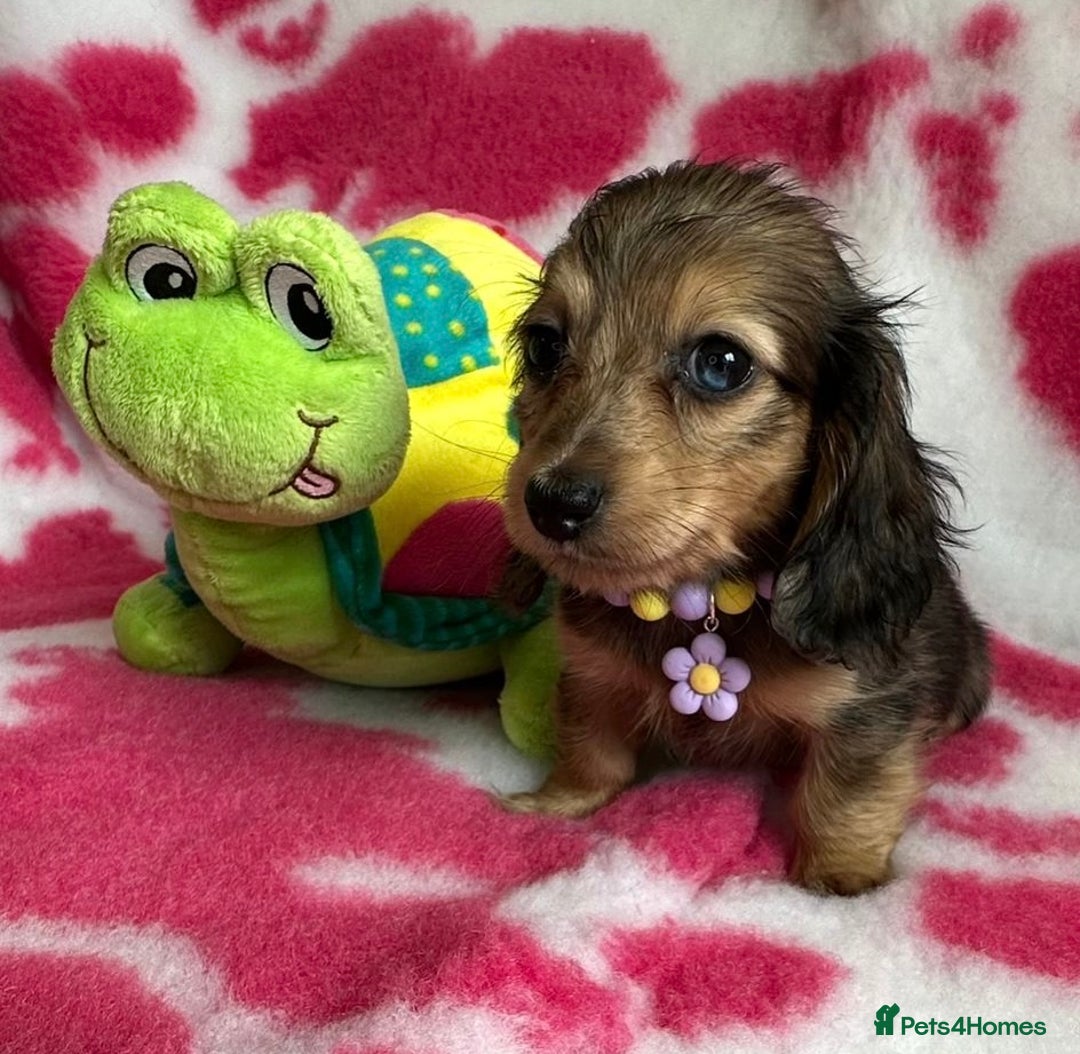 Miniature Dachshund dogs for sale: Beautiful mini long haired pups available  - Image 11
