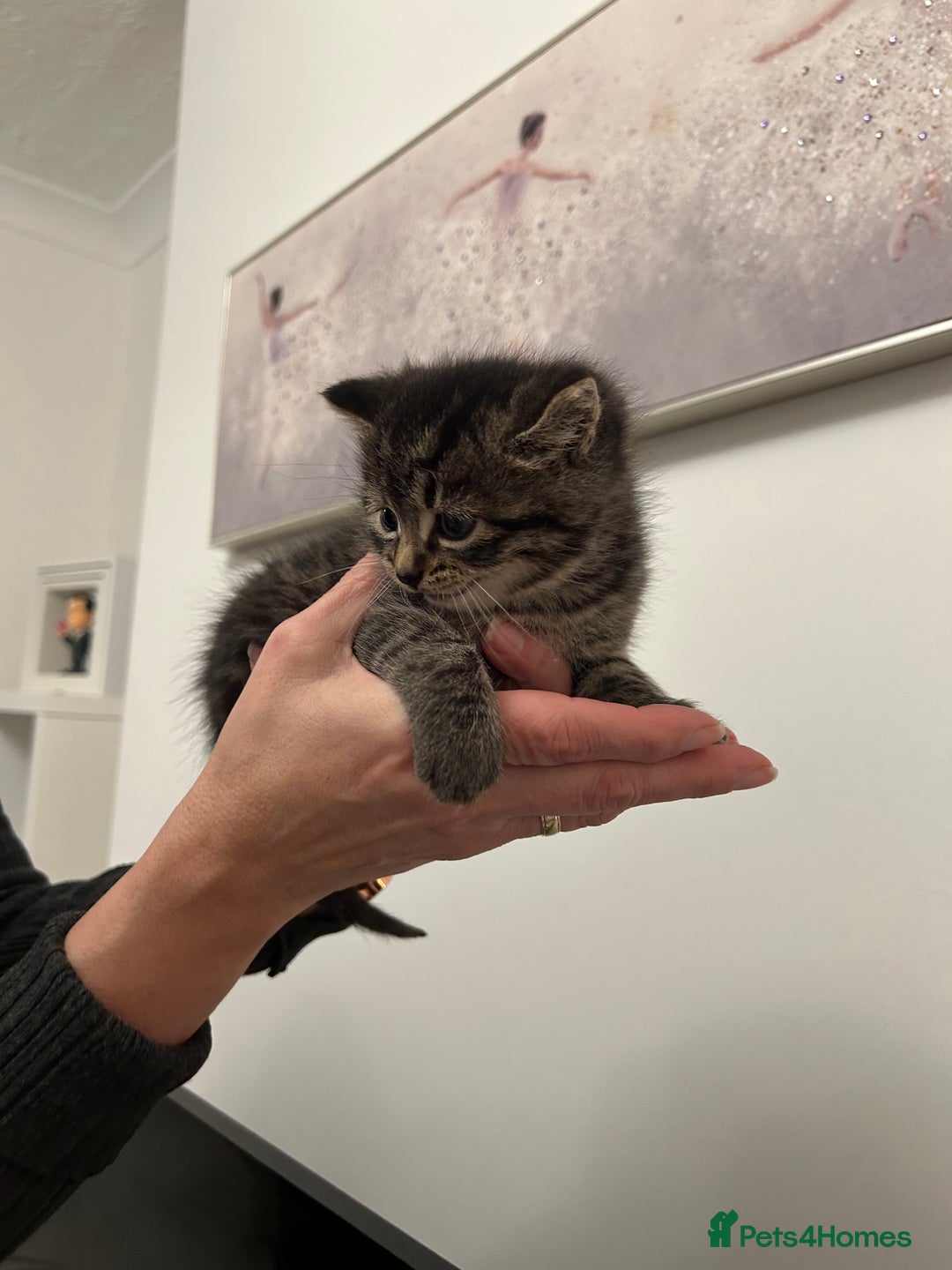 Scottish Fold cats for sale: Adorable Scottish Fold Cross Kittens - Advert 10