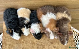 Guinea Pig rodents for sale: Teddy Guinea Pig Baby Boars - Image 4