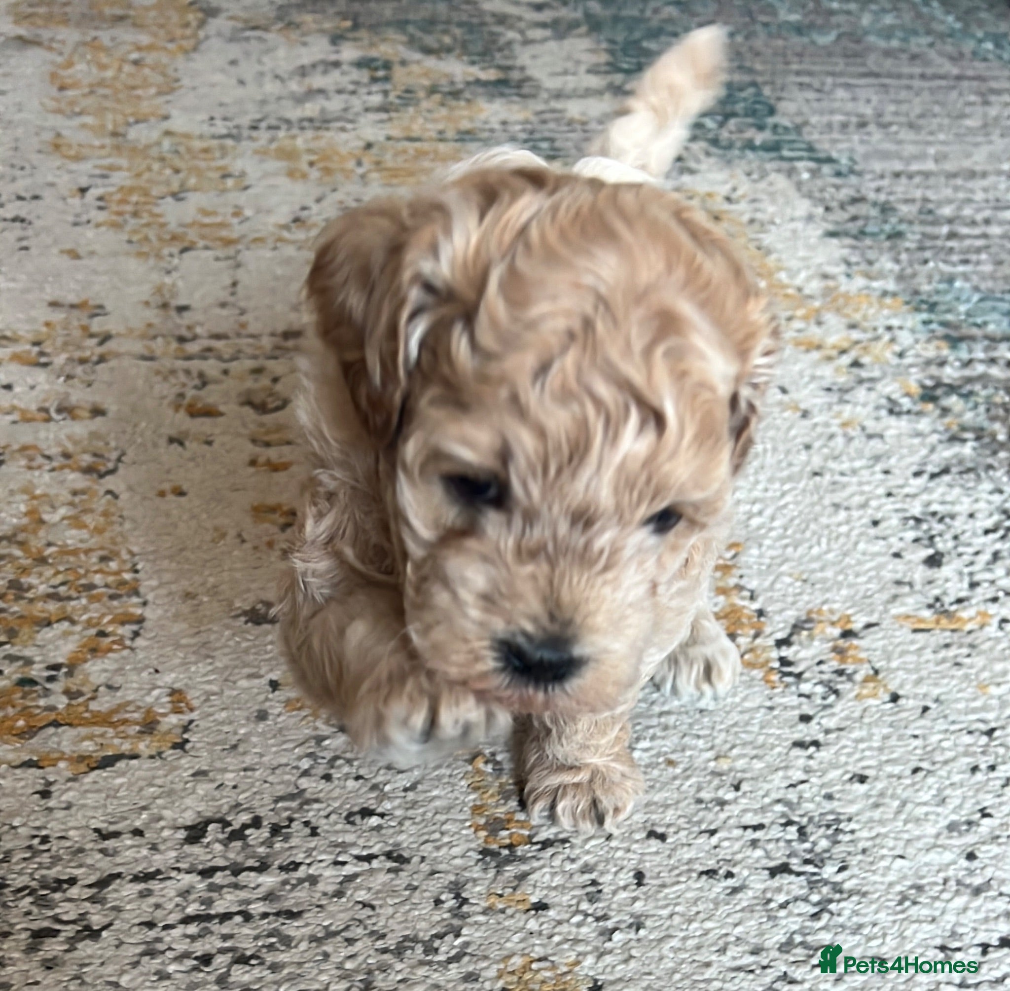 Mixed Breed dogs Male Shihchon puppy - Advert 2