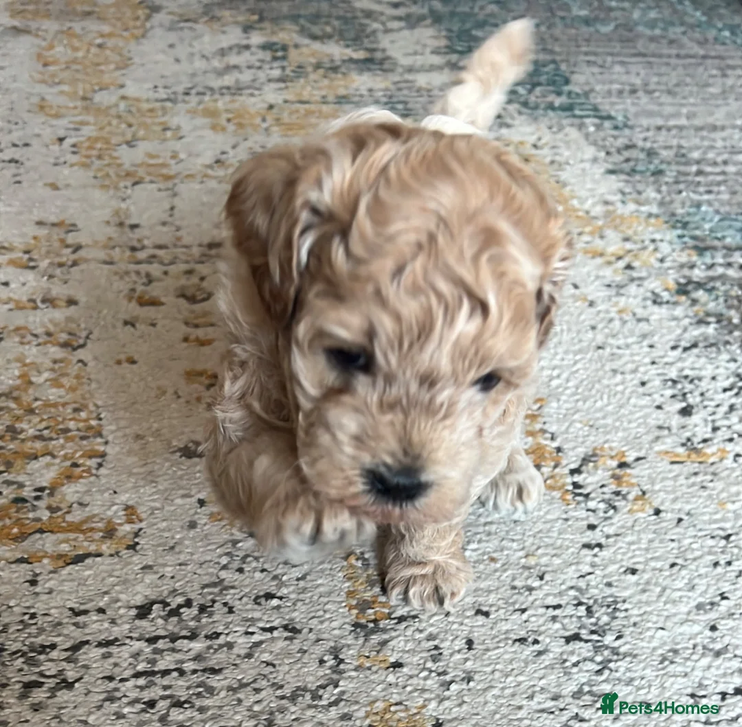 Mixed Breed dogs for sale: Male Shihchon puppy in Lincoln - Advert 2