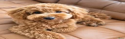Toy Poodle dogs for sale: KC registered 5GEN Toy Poodle Health tested - Advert 8